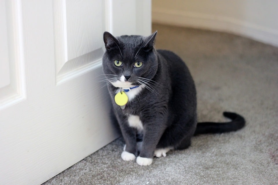cat_door Dvířka pro kočky