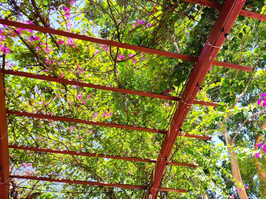 pergola s rostlinami