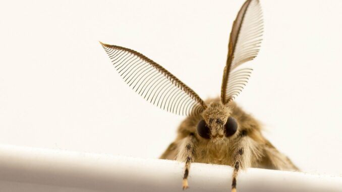 moth, insect, wings